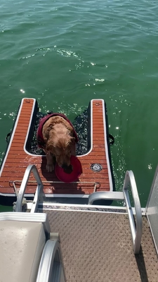 Portable Adjustable Folding Dog Ramp Inflatable Dog Dock Ramp Stair Pets Dog Ramp For Pools, Lakes, Boats And Docks